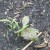 Something from a lettuce mix Something from a lettuce mix