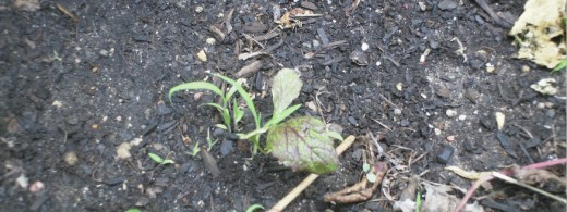 Something from a lettuce mix