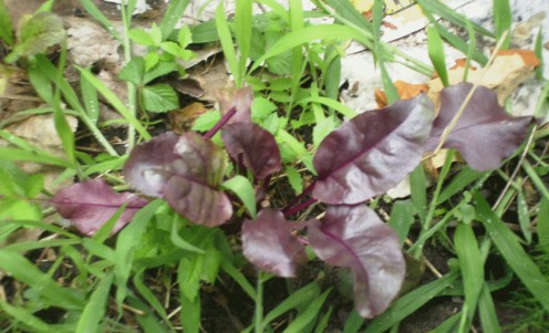 Bull's Blood Beets in a sea of weeds.