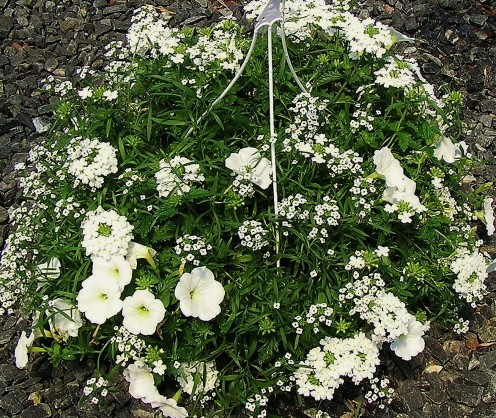 Clear White Alyssum, Petunia, Verbena Combination Hanging Basket
