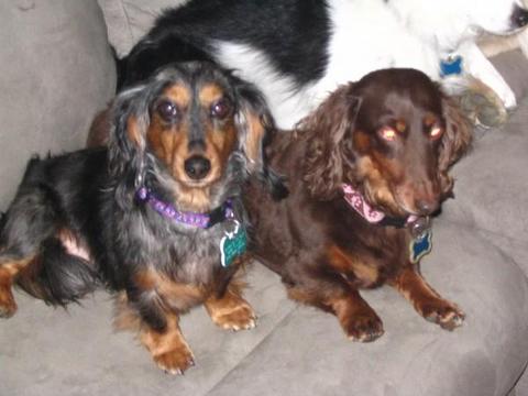Kishka & Mandy - Mandy is possessed.  Those eyes!  Oh, those evil eyes!!!