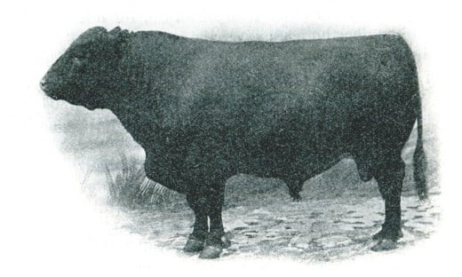 Polled Durham Bull (1903)--note lack of horns