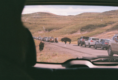 Buffalo Stare-Down. Is it safe to ride Motorcycle's through the park? Sometimes. This time, probably not.