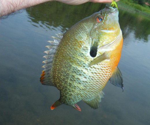 A beautiful redbreast sunfish caught on the West Branch of the Little Pigeon River in Sevierville, Tennessee