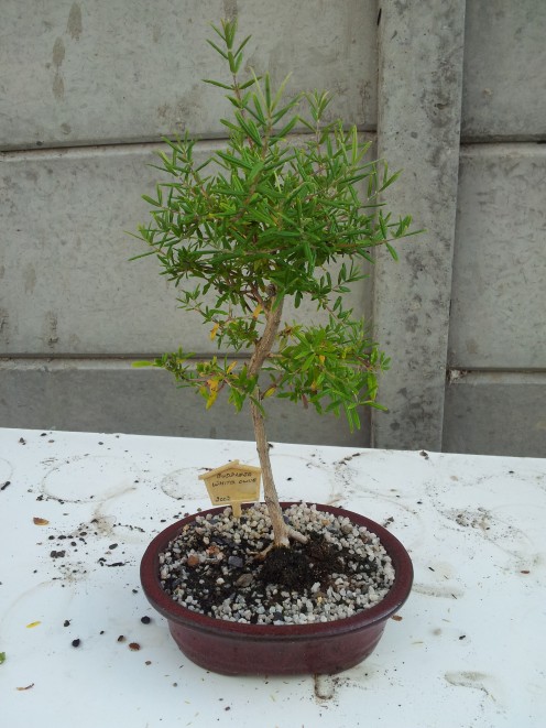White Olive(2002)