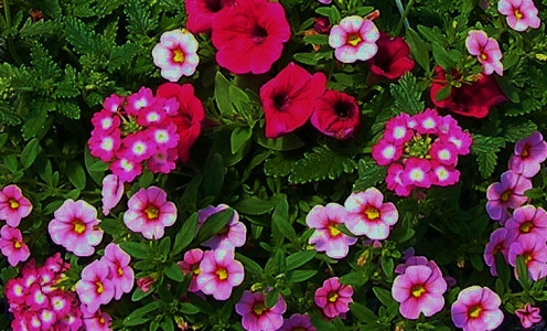Raspberry with White Eye Verbena, Lavender Calibrachoa Petunia and Raspberry Petunia Combination Hanging Basket.