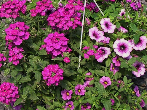 Purple Verbena, Petunia and Calibrachoa Petunia Share a Hanging Basket.