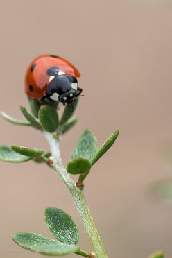 Bug and Insect Symbolism