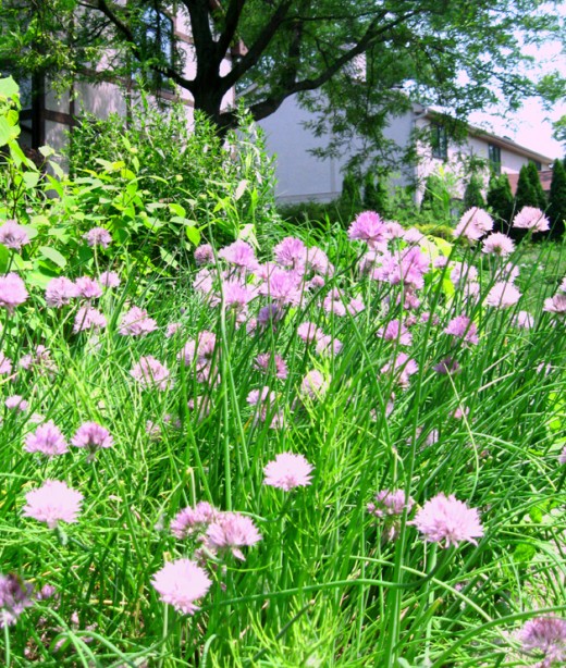 Chives' pretty lilac flowers are also edible.