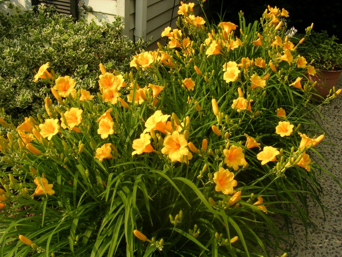 Stella de Oro daylilies at the peak of their spring bloom. They will continue to bloom all season long. Should we be eating them?