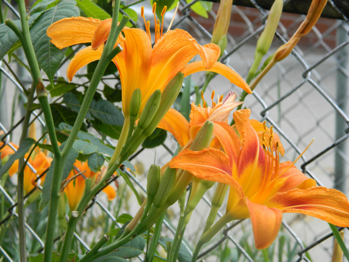 The daylily from the family Hemerocallidoideae commonly called Tiger Lily and valued as a food source for centuries.