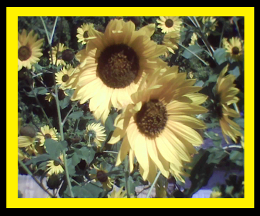 Sunflowers originated in the Americas around 3000 B.C. and was brought to Europe in the 1500's.