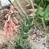 cactusbythesea profile image