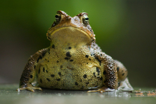 A smug toad