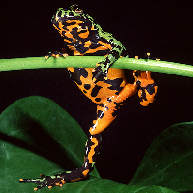 The fire bellied toad is not a 'true toad'