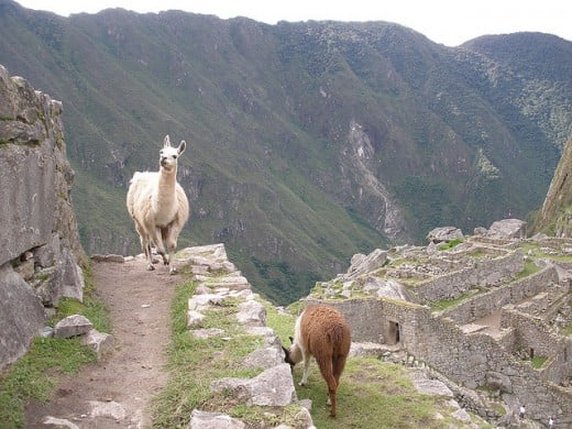 Shot of llamas at Machu Picchut.