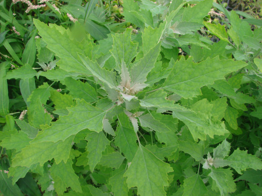 Lambsquarter - a rampant weed, but extremely nutritious!