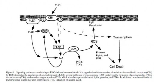 Illustration showing THC-induced pathway leading to cell death.