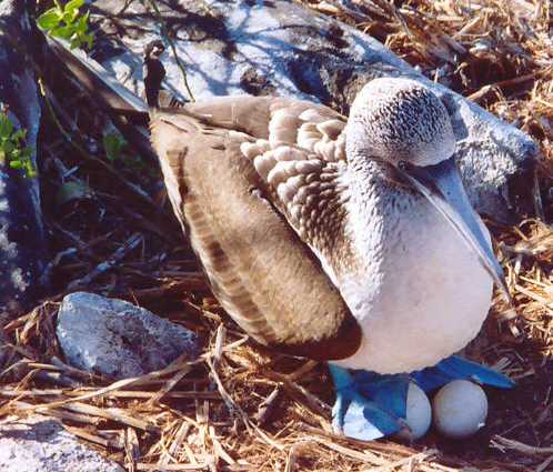 This is an adult Blue Foot, using its feet to keep its eggs warm.