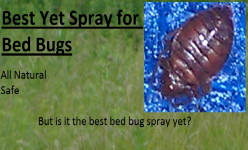 Best Yet Bed Bug Spray Review