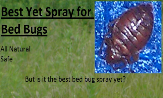 Best Yet Bed Bug Spray