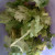 Coriander Fresh Coriander Fresh