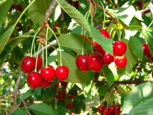 Dark red cherries such as these are sweet cherries.  Tart cherries are bright red in color.