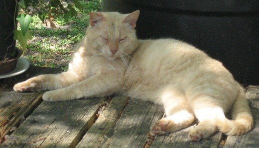 Neighborhood cat