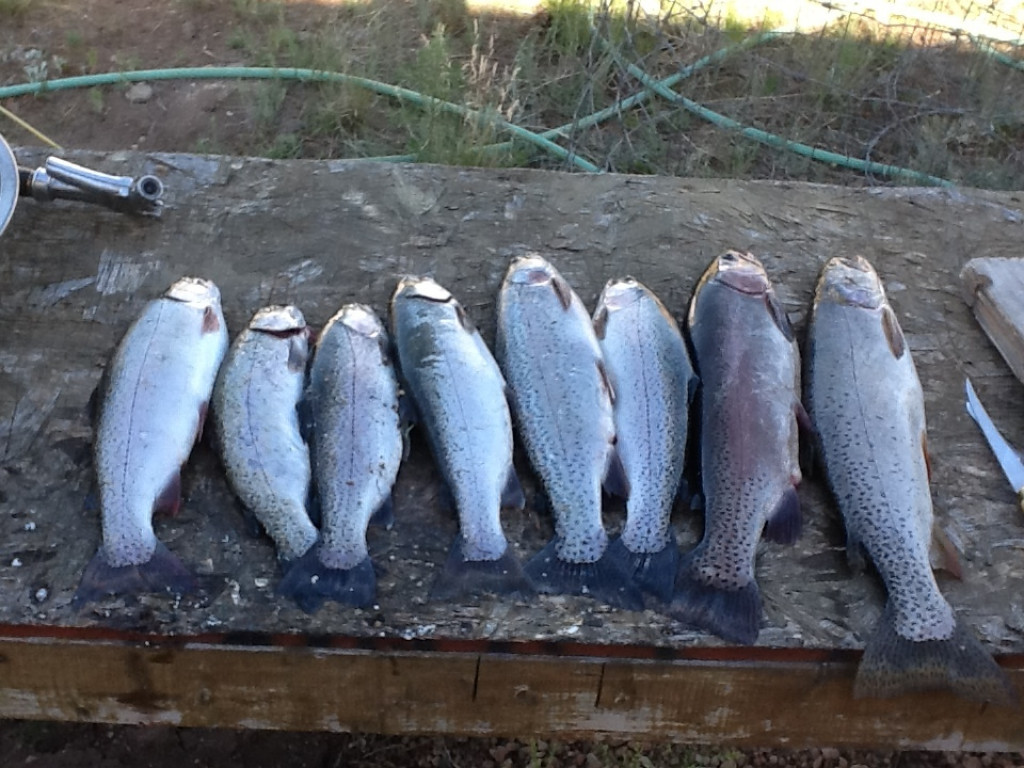 How to Steam Fresh Fish in a Rice Cooker HubPages