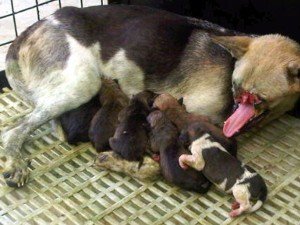 Kabang, nursing her puppies.