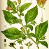 Poisonous Herbs: A List of Poisonous Plants and Their Lore