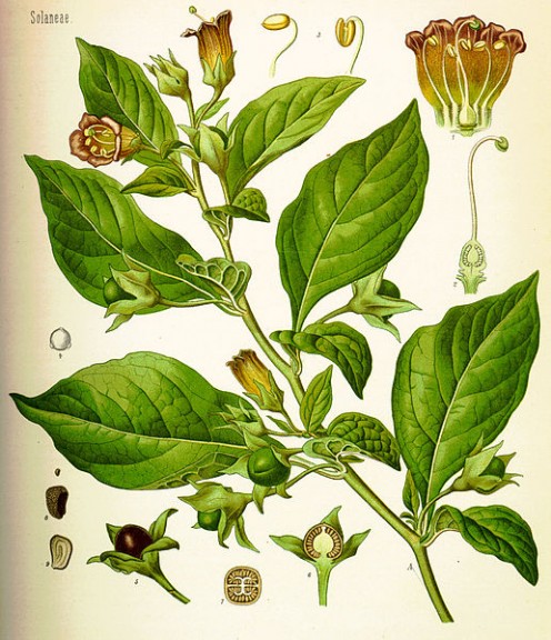 A List of Poisonous Plants and Herbs and Their Lore A List of Poisonous Plants and Herbs and Their Lore