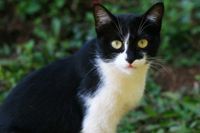 An asymmetrical cat. 