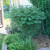Burning Bush and Daylily Burning Bush and Daylily