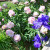 Peony and Purple Iris Peony and Purple Iris