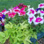 Annual Flowers Annual Flowers