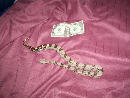Brownie showing her size near a dollar