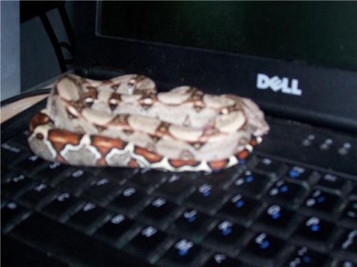 Brownie likes the laptop