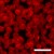 Red Blood Cells, unlike in CGI, cells are actually translucent and very flexible. Scale bar is 20micrometres wide.