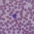 Monocytes are the largest type of blood cell - as can clearly be seen here.