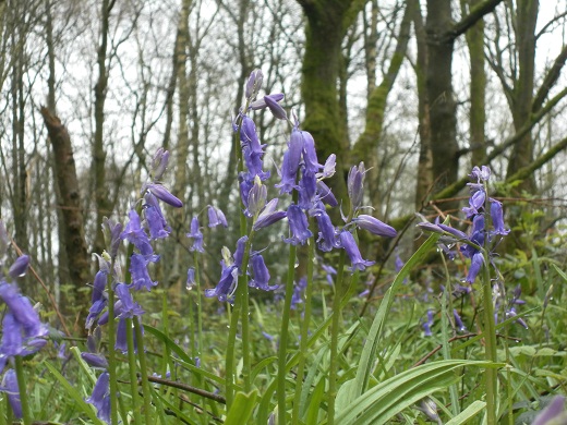 English bluebell wood - Hagg  Wood near Burnley, Lancashire