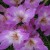 Autumn Crocuses Are Poisonous Autumn Crocuses Are Poisonous