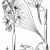 Aplectrum, a.k.a. Adam & Eve Root, Toxic Aplectrum, a.k.a. Adam & Eve Root, Toxic
