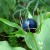 Belladonna Berry Belladonna Berry