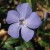 Periwinkle is poisonous when ingested Periwinkle is poisonous when ingested
