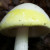 Amanita bisporigera Amanita bisporigera