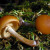 Galerina marginata (batsch) Galerina marginata (batsch)