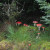 Fly Agaric Fly Agaric