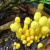 Leucocoprinus birnbaumii (Australian poisonous mushroom - yellow flower pot mushrooms) Leucocoprinus birnbaumii (Australian poisonous mushroom - yellow flower pot mushrooms)