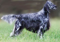 English Setter Dog Breed Facts and English Setter Information